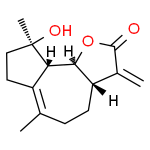 木香內酯
